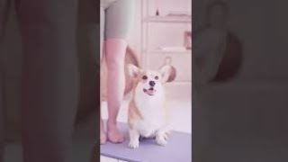 Yoga training dog 🐕#animaL planet#animaL WORLD#Discovery #Funny WORLD