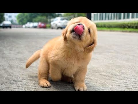 Funniest & Cutest Golden Retriever Puppies #13- Funny Puppy Videos 2020