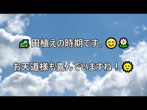 ＃田植え＃子供たちの体験＃第一次産業の大切さ＃参政党演説＃かわいい猫