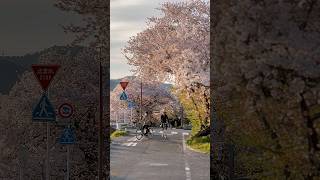 Cycling along Kamo River during sunset ☀️ #kyoto #japan #kyototrip #sakura #cherryblossom