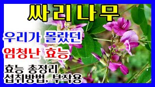 🍃싸리나무효능 총정리🍃싸리나무 먹는법, 부작용❤️항암작용, 심혈관, 기관지, 폐, 면역력, 피부미용, 이뇨작용❤️