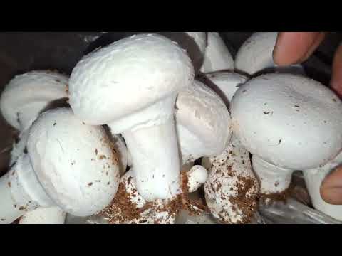 Mushroom harvesting process Button mushroom farming in India Mushroom ki kheti