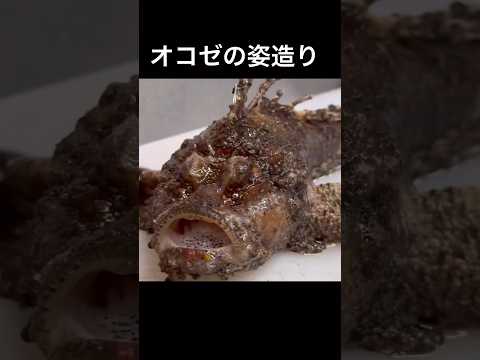 handle stonefish with a knife