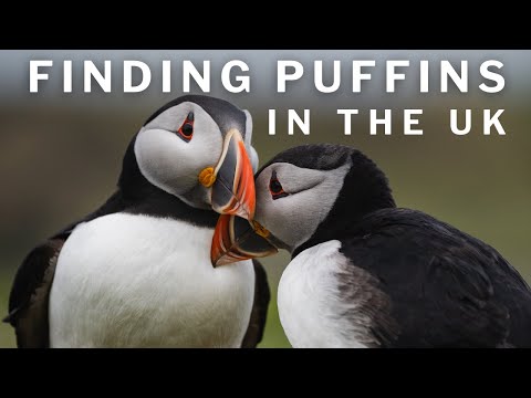 HOW to Find PUFFINS in Scotland - The EXACT Location!!