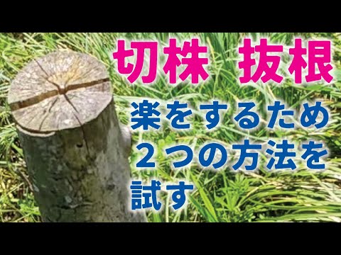 【庭DIY 庭作り】切り株除去 抜根しました。 楽したいので、ほとんどのご家庭にある利器活用[お庭diy]［garden answer］