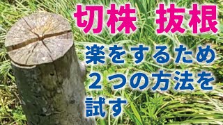 【庭DIY 庭作り】切り株除去 抜根しました。 楽したいので、ほとんどのご家庭にある利器活用[お庭diy]［garden answer］