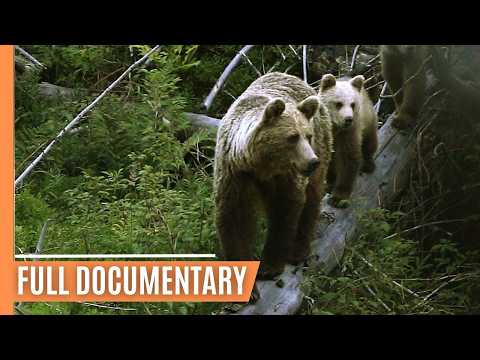 Exploring the Ancient Forests and Peaks of the Tatra Mountains | Full Documentary