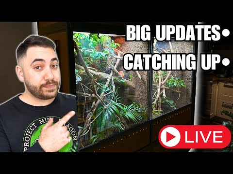 REPTILIATUS LIVESTREAM! CATCHUP + BIG PROJECTS AND UPDATES