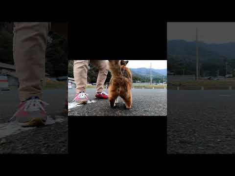 車に乗り込む　#shorts  ＃猫