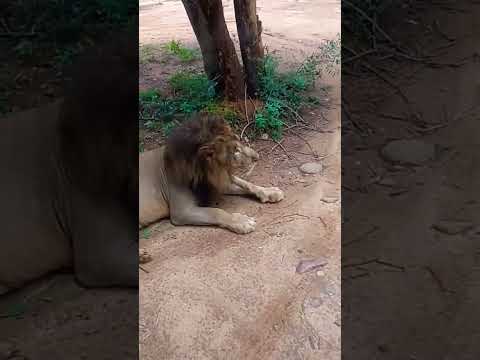 Bringing Lion on Live 😎  #tirupati #tirumala #lion #lions #tirupathi #thirupathizoo #lionsafari