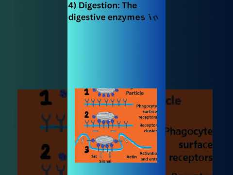 What are the two types of Endocytosis?(part 1)| Phagocytosis #trending #shorts #viral #phagocytosis