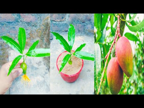 How to grow mango tree with mango fruit cutting from onion ! propagate mango tree at home