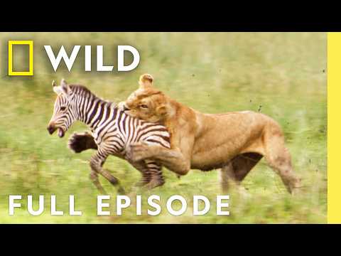 Clash of the Titans (Full Episode) | Animal Fight Night | Nat Geo Wild