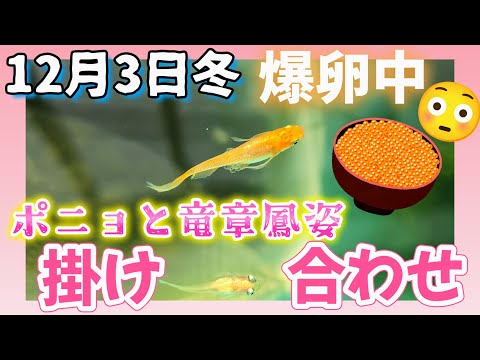 【屋外メダカ】12月3日冬☃️爆産卵中のポニョと竜章鳳姿の掛け合わせ😍面白品種#めだか#飼育#越冬#ビオトープ#ラメ#宮桜#夜桜#ミッドナイトフリル#月華#だるま#紅白ラメ#黄金べっ甲