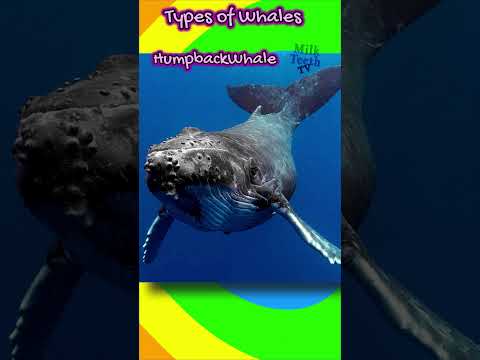 Types  of Whales | Baleen and Toothed Whales Names with Pictures