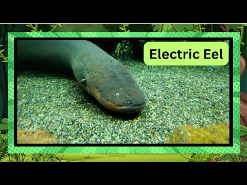 Electric Eels: Nature’s Shocking Predators ⚡🐟