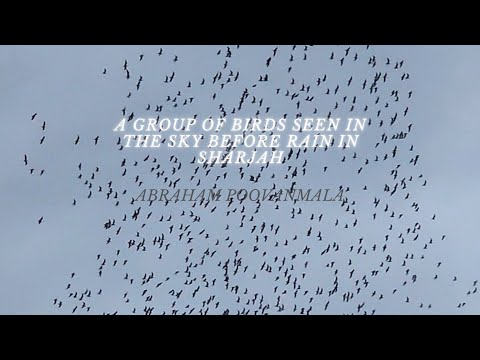 A group of birds seen in the sky before rain in Sharjah