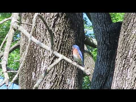 Early Spring Bluebird