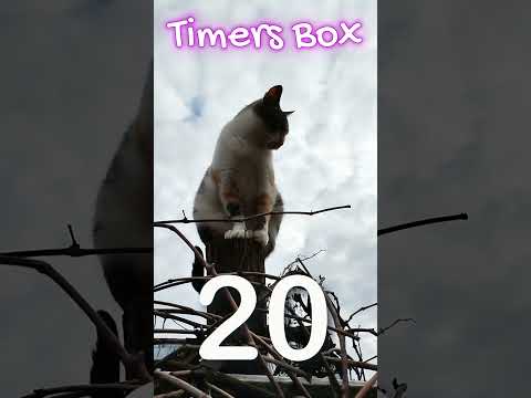 50 Second Timer Video of Cat in Trouble