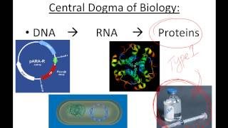 Amgen Biotech Experience Overview-Schramm