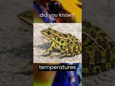 "Did You Know? Some Frogs Freeze Solid in Winter and Thaw Out in Spring!  #facts #amazingfacts