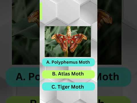 Epic Insect Quiz Challenge! Part 5 #viral #quiz #trending #shorts