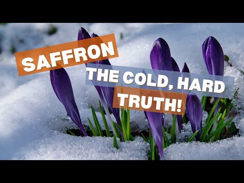 What are SAFFRON plants doing in FEBRUARY?