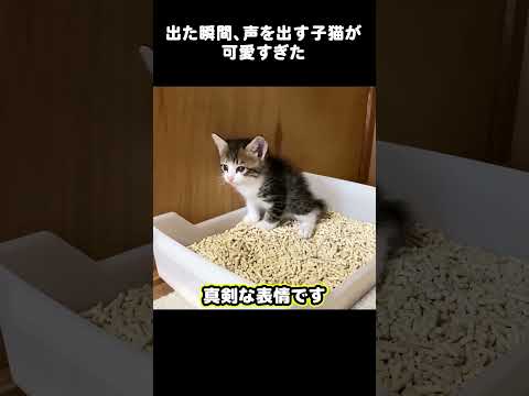 出た瞬間、声を出す子猫が可愛すぎた #ねこ #里親 #保護