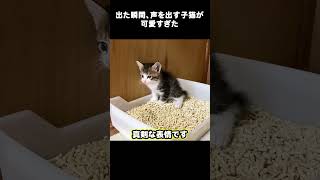 出た瞬間、声を出す子猫が可愛すぎた #ねこ #里親 #保護