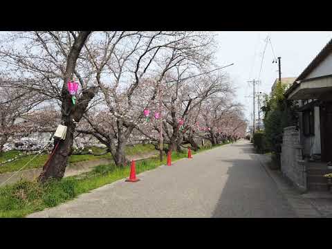 日本愛知縣岩倉五條川櫻花祭