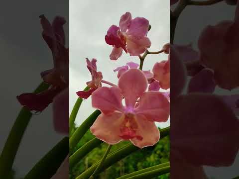 Beautiful Orchid Flower In Bloom 🌸🇵🇭 #flower #orchid #flowers #plants #beautiful