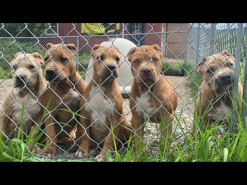 The most colorful bunch of puppies worth MILLIONS! But they’re staying right here!