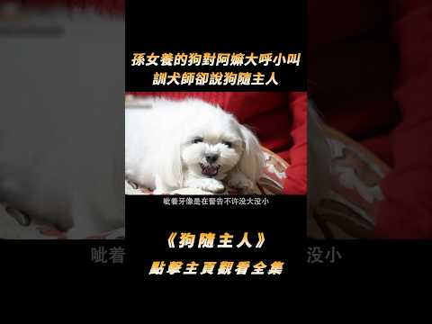 孫女養的狗只對阿嫲大呼小叫，訓犬師卻說狗隨主人，從自身找找原因#shorts