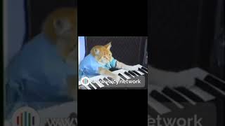 Who else LOVES this tune?! | #SoundGIFs | #Shorts #cat #keyboard  #memes  | Original [HQ]