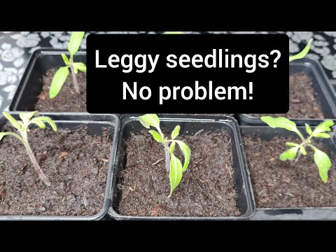 How to prick out, transplant and pot on tomato seedlings | growing tomatoes 🍅