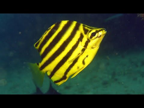 Facts: The Stripey (Convict Fish)