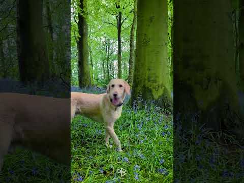 A Walk Through Bluebell Woodland in Spring #shorts