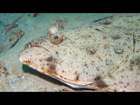 Facts: The California Halibut