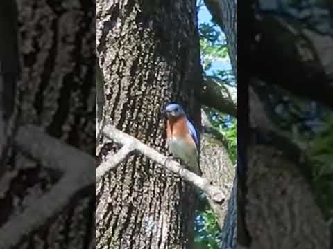 Earliest Spring Bluebird #birds #bluebird #wildlife #wildlife