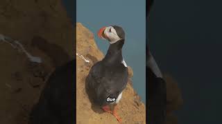 5 Fun Facts About Puffins in 60 Seconds! #PuffinFacts #WildlifeShorts #SeaBirds #FunFacts