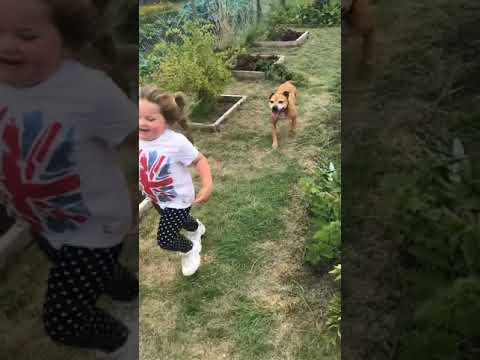 Staffy Loves Her Little Sister