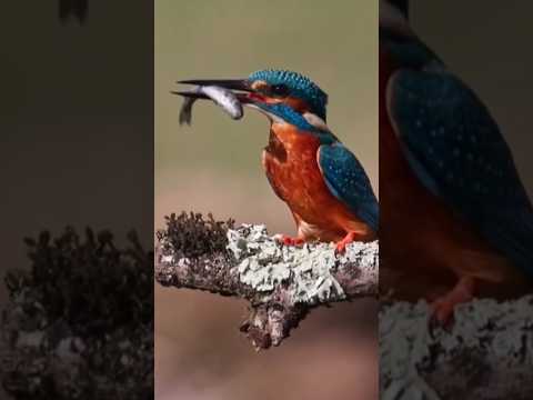 Cute kingfisher bird eating fish 🐟#shorts#viral#bird