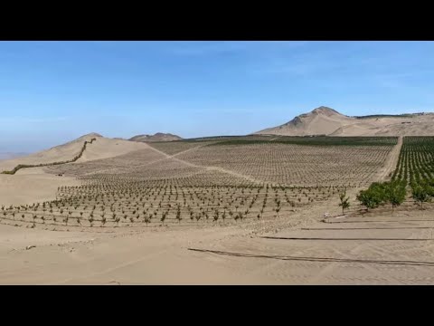 Handling of citrus in Arid Conditions.