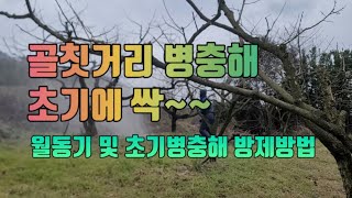 고품질.다수확 감🍊생산을 위해 월동기(동계)에 해야할 3가지!!  골칫거리 병해충 초기에 싹~!!