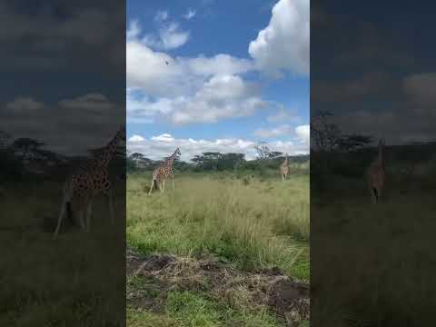 Mburo National Park.  #WalkingSafari #MburoNationalPark