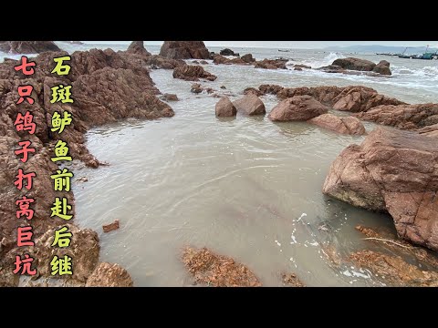 【阿向趕海】七隻鴿子打窩兩百平巨坑 石斑魚鱸魚前赴繼 魚獲重達三十斤