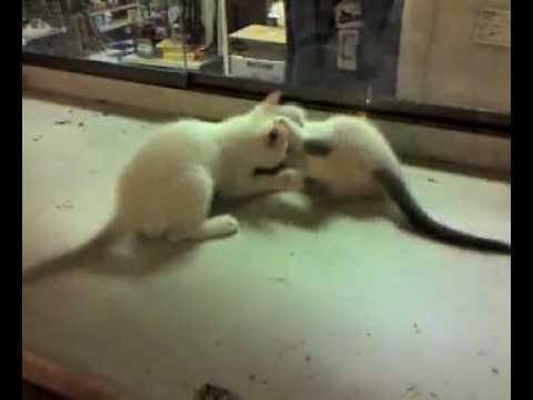 CUTE KITTIES FIGHTING IT OFF!!!