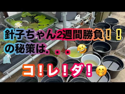 (メダカ)針子は育ってますか？2週間勝負、私はこんな感じでしてます😁休日の癒し🍀