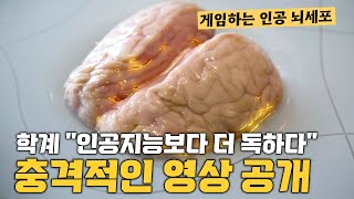 인공지능보다 더 독한 놈이 나왔다. 게임하는 인공 뇌세포 개발 성공