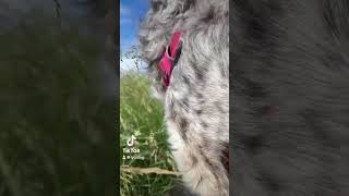 Cuteness overload #australianshepherd #cute #dog #ruffwear #dogharness #doggear #dogs #aussie #dogs